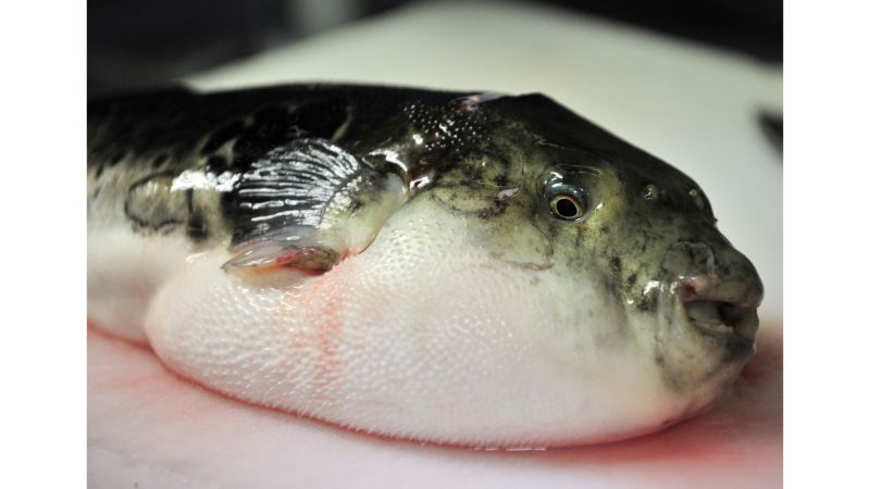 japanese puffer fish for sale