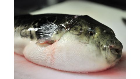 Deadly blowfish (or Fugu) is a delicacy in Japan. 