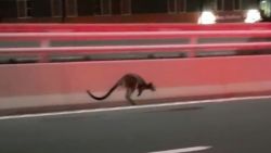 wallaby police chase sydney harbour bridge 2