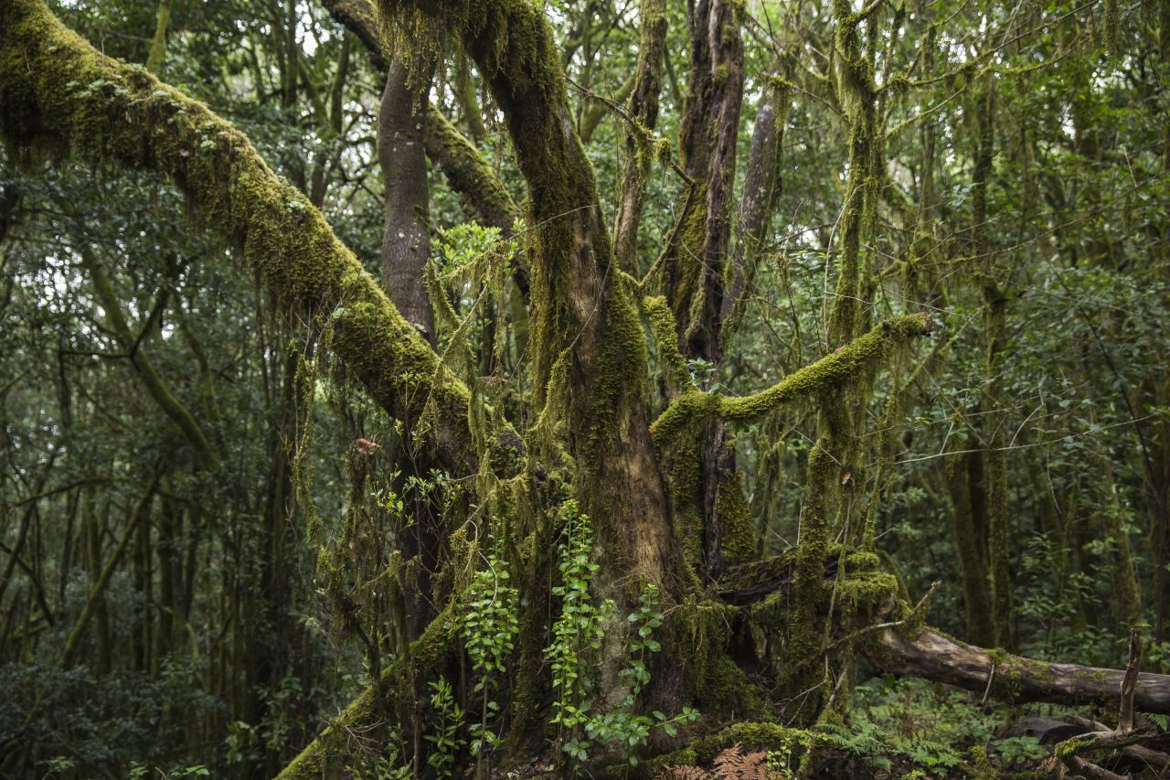 <strong>Garajonay National Park, La Gomera, Canary Islands: </strong>Another stunning Canary Island is La Gomera, home to the Garajonay park -- a beautiful World Heritage Site forest. 