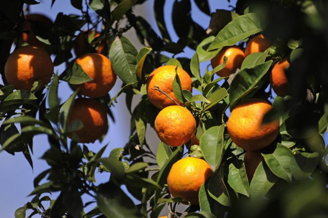 <strong>Oranges, Seville:</strong> Seville is known for its juicy oranges -- they line the trees of the cities -- perfect for your Instagram and for the juice.