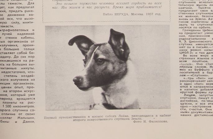 This was the only photograph of Laika, the first animal to orbit the Earth on November 3, 1957. It was also published quite late, as it was not emphasized that animal was on board the Sputnik-2 spacecraft. "Again, after the Western press took notice, Laika became a hero in the Soviet Union, too," said Kohonen. "But they knew from the beginning that she wouldn't come back from the flight, so they were reluctant to promote her image at first."