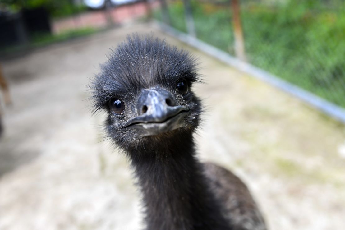 The emu: A delicacy in Australia.    