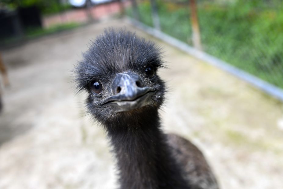 <strong>Emu: </strong>Exceptionally lean and gamey, emu and kangaroo tend to be popular among adventurous Aussie chefs. But when living abroad, neither is easy to get your hands on.