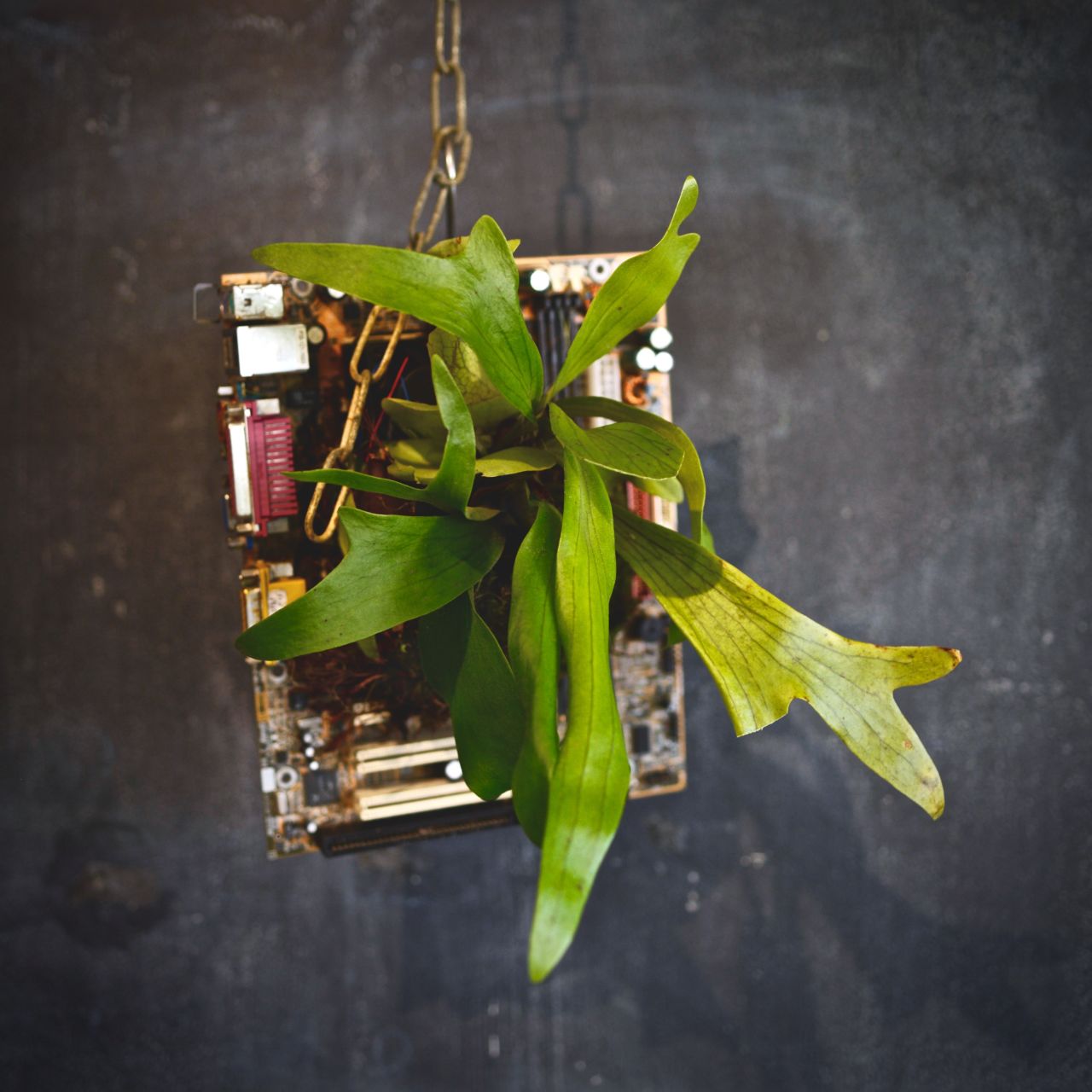 In one of Murase's more unconventional creations, a fern grows out of a discarded circuit board.