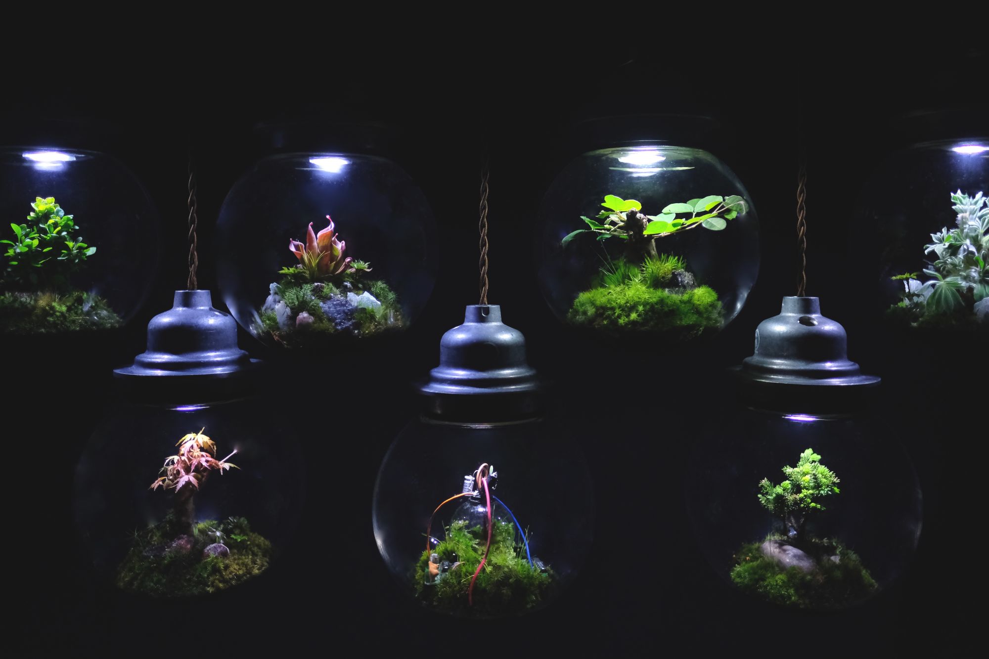 Square Deli Cup Nano Terrarium - Bugs In Cyberspace