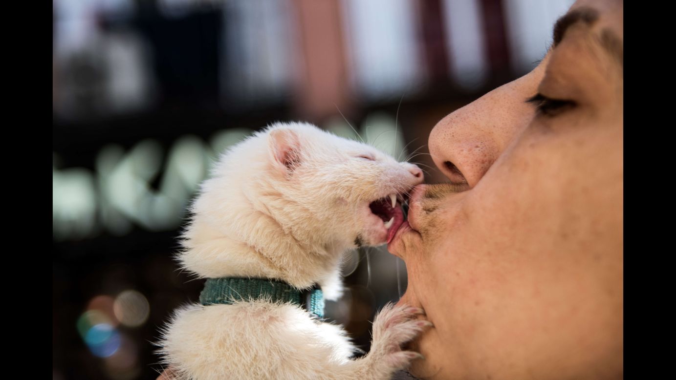 A woman kisses her ferret after it was blessed during a celebration of St. Anthony on Wednesday, January 17, in Madrid.