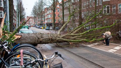 A man who escaped unharmed picks up his gloves after his scooter was hit by a crashing tree uprooted by heavy winds in Amsterdam, Netherlands, on Thursday.