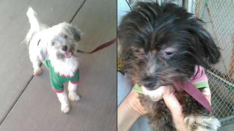 turpin dogs split
