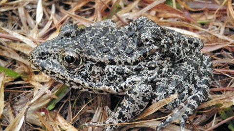 The Dusky Gopher Frog, once known as the Mississippi Gopher Frog, has an average length of about three inches and a stocky body with colors on its back that range from black to brown or gray and is covered with dark spots and warts. 