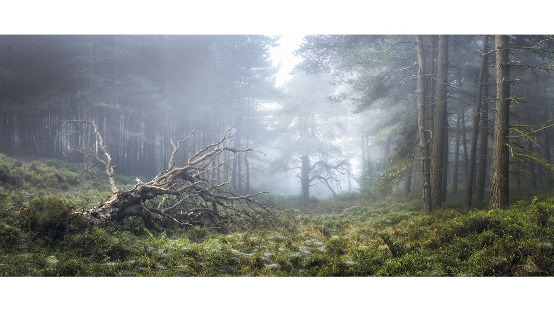 Simon Baxter captured a moment of solitude in a North Yorkshire forest, which which won the "Light on the Land" category.