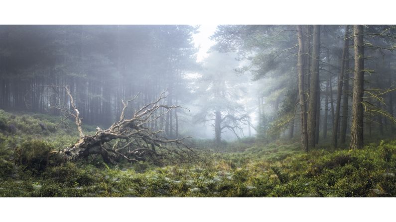 <strong>Winner "Light on the Land" -- Simon Baxter (UK)</strong>: Baxter took this eerie photograph of a North Yorkshire forest in Spring 2016: "The combination of the damp cobwebs, fallen birch, dominant old pine and the soft light filling this atmospheric and shallow valley makes it a favorite spot of mine for solitude," says Baxter.