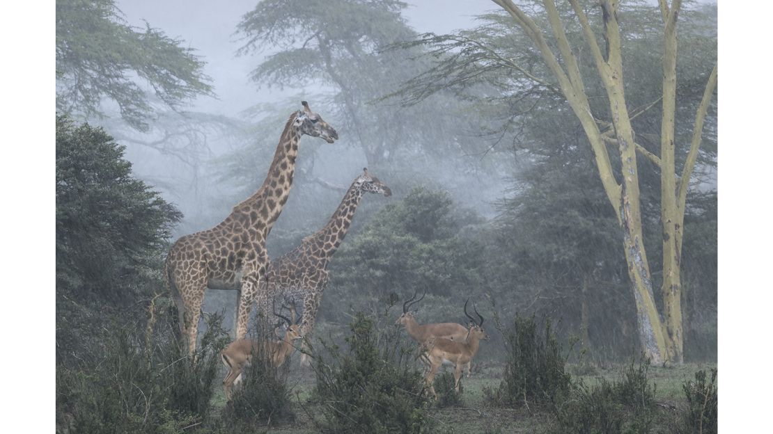 This shot of Nairobi National Park by Jose Fragazo won "Wildlife Insight."