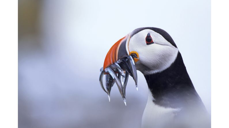 <strong>"Young Outdoor Photographer of the Year" category -- Alicia Hayden (United Kingdom)</strong>: Young photographer Hayden took this photograph of a puffin on the Isle of May in Scotland: "The misty gray background and subtle yellow lichens were the perfect background for the beautiful colors of this puffin's bright, breeding-season beak," says Hayden.