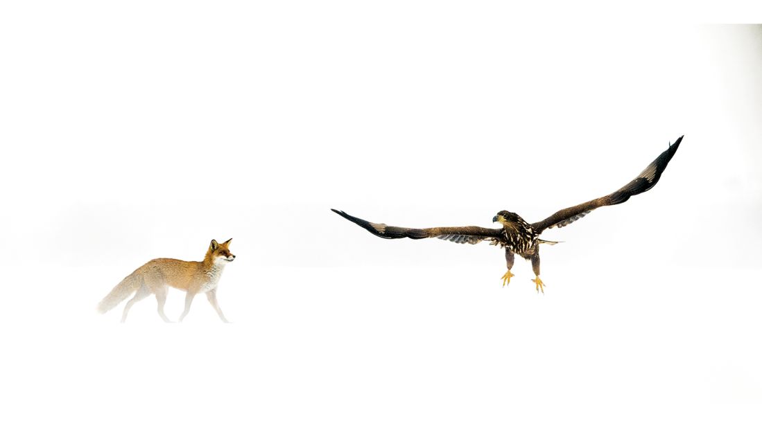 <strong>"Wildlife Insight" category -- Bence Máté (Hungary):</strong> This red fox and white-tailed eagle were photographed at the Kiskunság National Park in Hungary. "Over the last four winters I have spent more than 200 full days photographing from a hide, and in this time there have been only three occasions when I've seen a fox and an eagle together," says Máté.