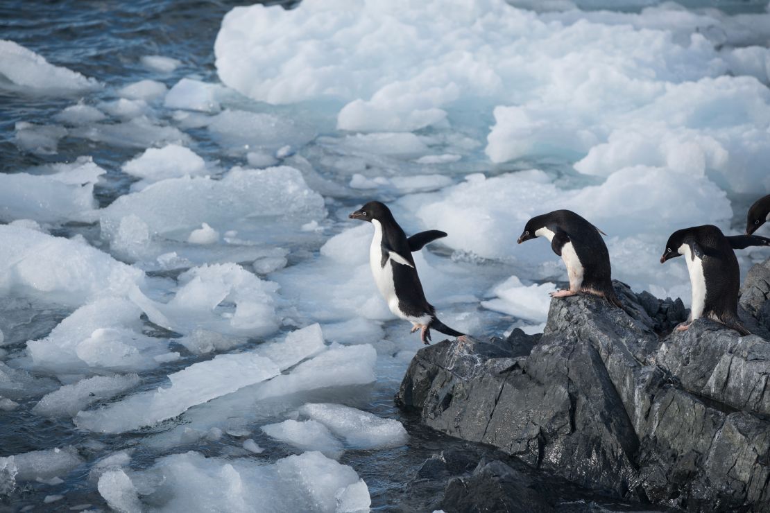 Adélie penguins in Hope Bay on Trinity Peninsula, Antarctica. 
