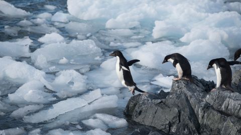 Adélie penguins in Hope Bay on Trinity Peninsula, Antarctica. 