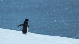An Adélie penguin  Hope Bay on Trinity Peninsula, Antarctica. 
