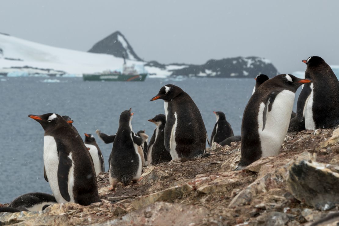 Gentoo penguins in front of Greenpeace ship the Arctic Sunrise in Hope Bay on Trinity Peninsula, Antarctica.