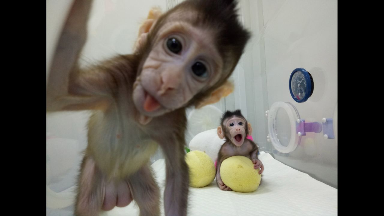 Two cloned long-tailed macaques named Zhong Zhong and Hua Hua are seen at the Chinese Academy of Sciences' nonhuman primate research facility in Beijing on Saturday, January 20. For the first time, <a href="http://www.cnn.com/2018/01/24/health/cloned-monkeys-study/index.html" target="_blank">scientists say they created cloned primates</a> using the same complicated cloning technique that made <a href="http://dolly.roslin.ed.ac.uk/facts/the-life-of-dolly/index.html" target="_blank" target="_blank">Dolly the sheep in 1996</a>.