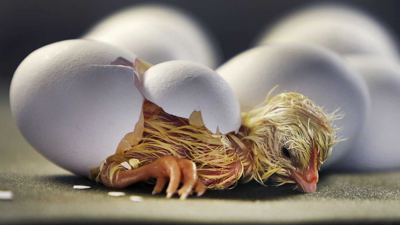 A hatched chick rests after efforts to break through its egg at a zoo in Frankfurt, Germany, on Tuesday, January 23.