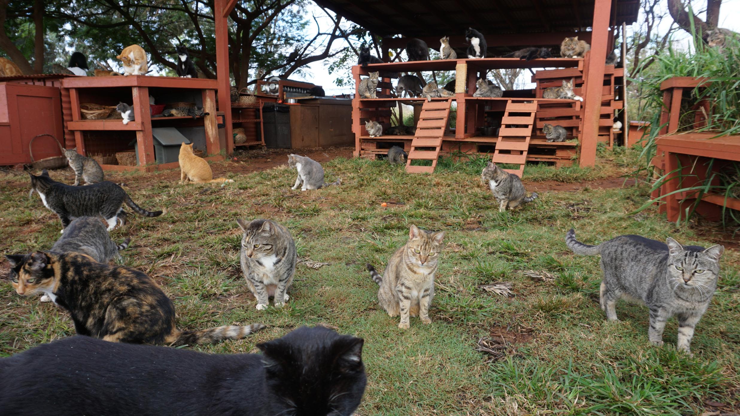 LCS iPhone Case  Lanai Cat Sanctuary