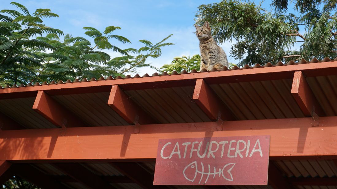 <strong>Lana'i Cat Sanctuary: </strong>Established in 2009, the non-profit sanctuary was the brainchild of Kathy Carroll, who saw the need to provide shelter to the island's burgeoning population of feral cats as well as protect native endangered birds. 
