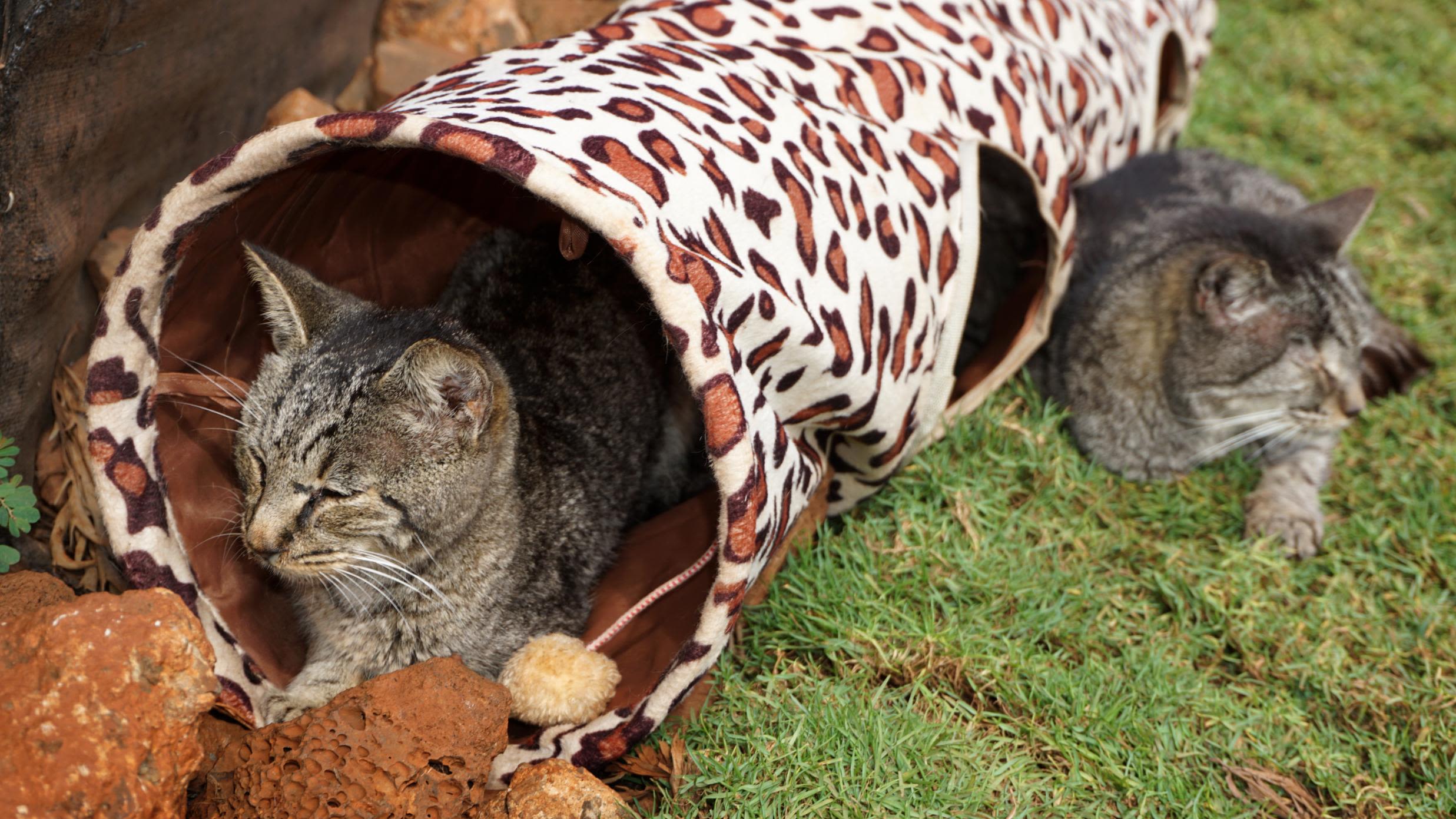 LCS iPhone Case  Lanai Cat Sanctuary
