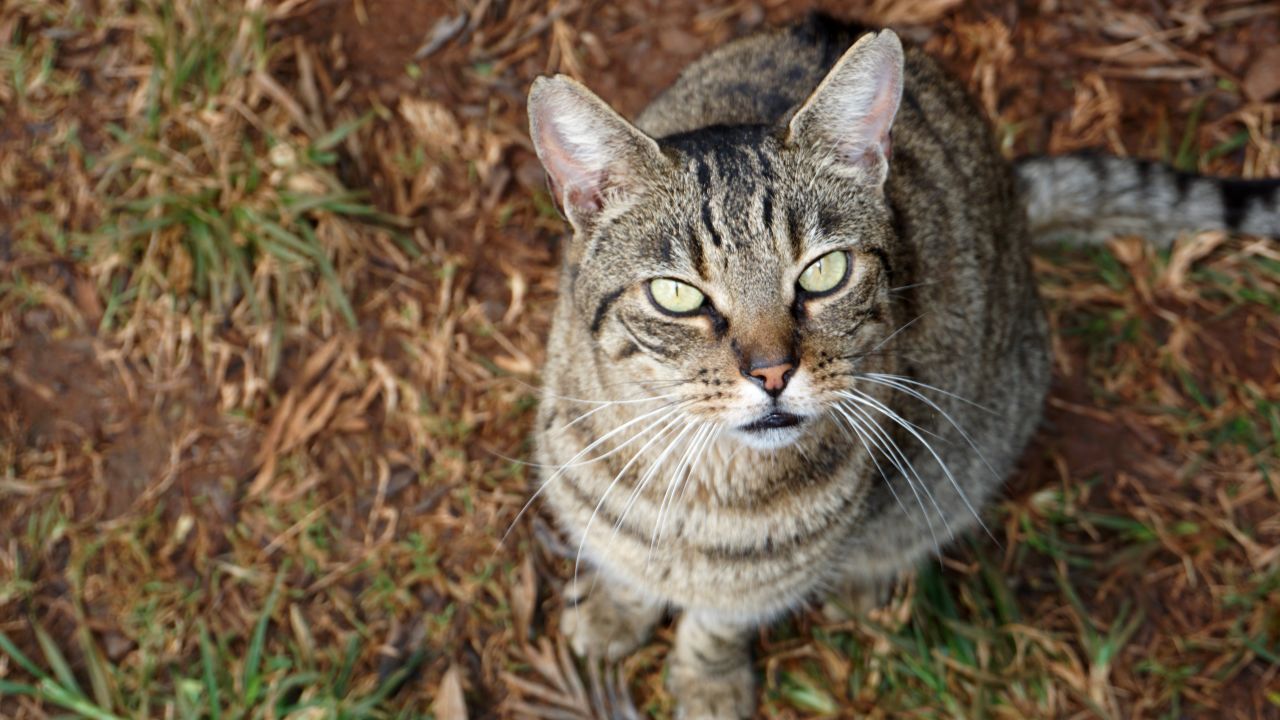 Many cats hope to find their furrever homes.