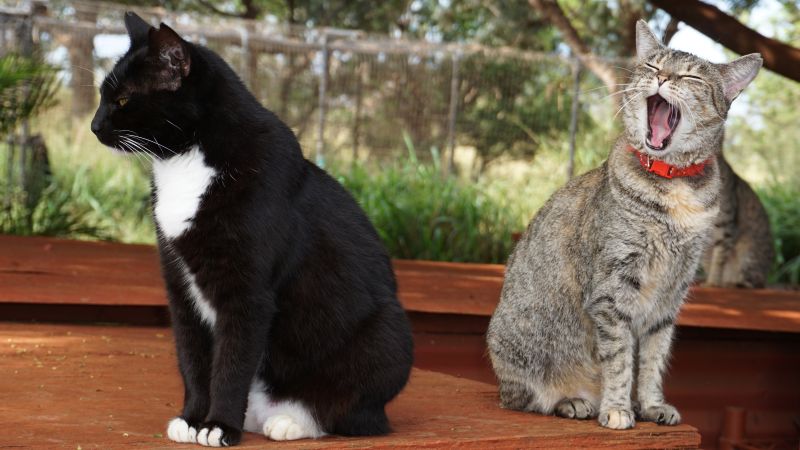 Lanai Cat Sanctuary 600 felines live out their best lives in Hawaii
