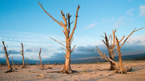 On January 26, dead trees are seen at a dam near Grabouw, South Africa, which is about 90 kilometers (55 miles) from the center of Cape Town.