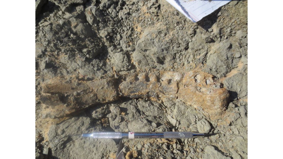 A bus-sized dinosaur is found in Egypt and it offers a clue to an ancient mystery | CNN