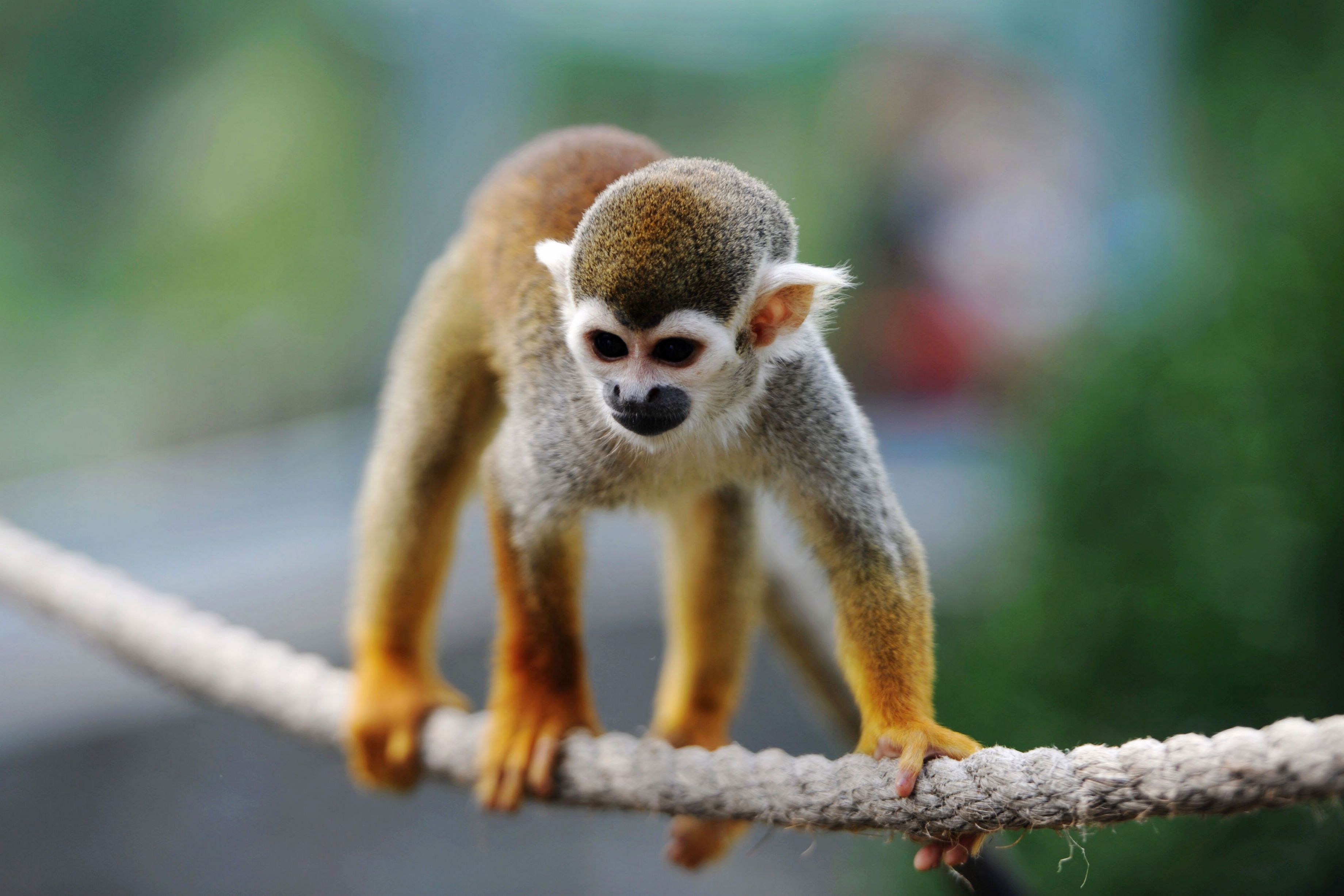 FDA reviewing animal studies in wake of monkey deaths | CNN