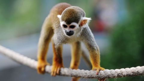 The FDA terminated a nicotine study on squirrel monkeys after four monkeys died.