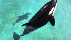 Female orca Wikie swims with her calf born by artificial insemination on April 19, 2011 at Marineland animal exhibition park in the French Riviera city of Antibes, southeastern France.