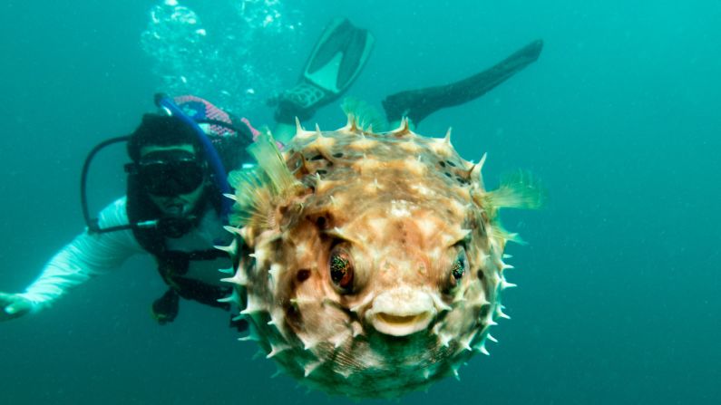 <strong>Diving for pearls in Bahrain:</strong> Travelers can add some sparkle to their Valentine's Day with a scuba diving tour where they get to try their hand at pearl diving, where they can scoop up to 60 oysters from the seabed. 