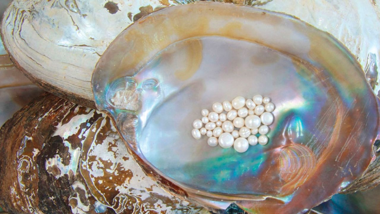 Pearls are valuable gemstones that are rarely found in wild oysters.