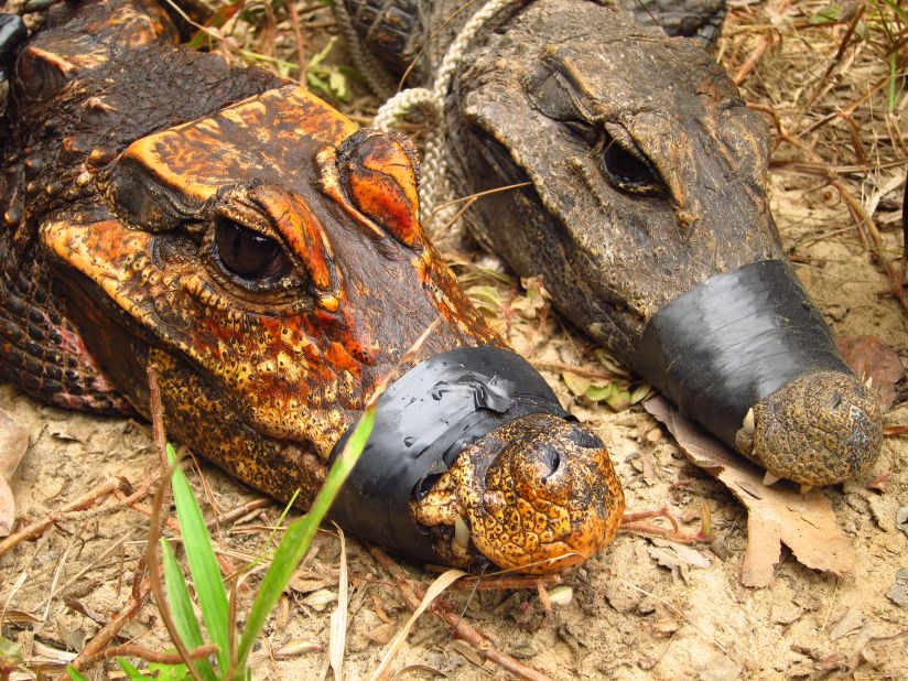These orange cave-dwelling crocodiles, which can be found in the Abanda caves in a remote region in Gabon, could be mutating into a new species. They were first discovered in 2009. 