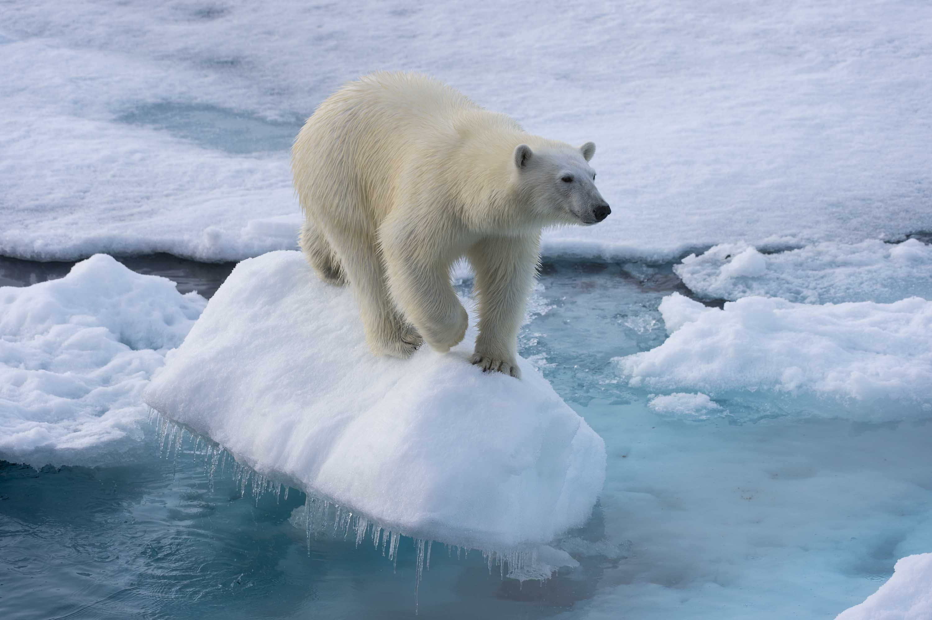 Polar bears could face extinction faster than thought, study says