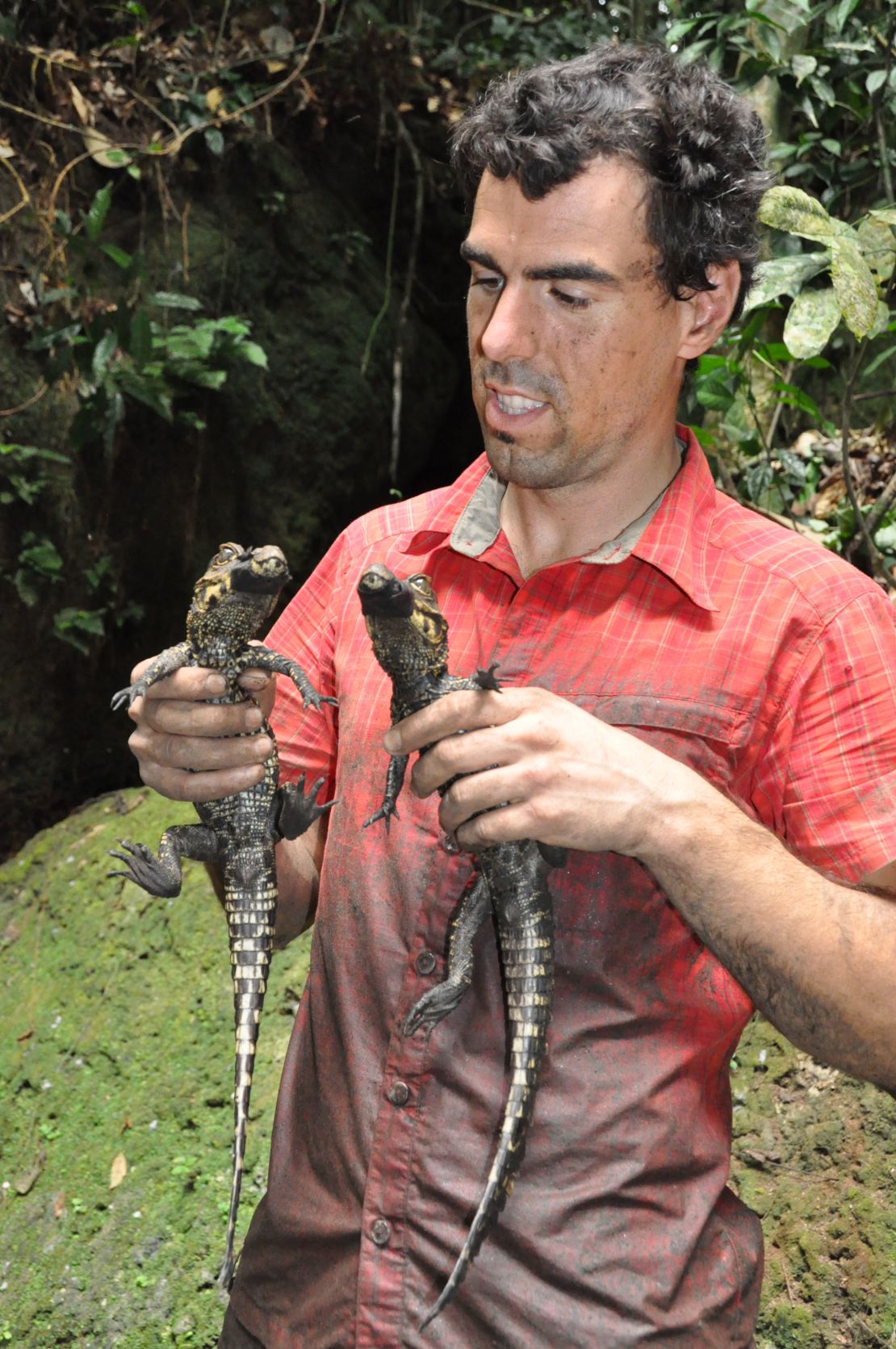 Why are these African crocodiles turning orange?