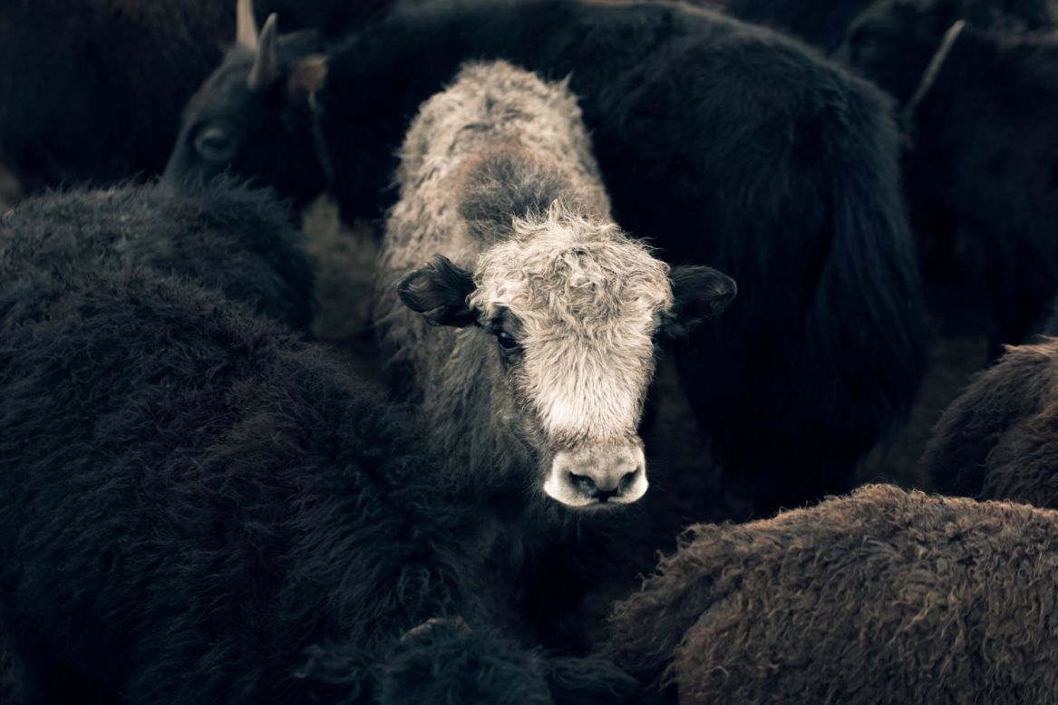 Johnston has been helping herders switch to producing yak wool, and using their yak wool for her high-end British knitwear label Tengri. She says yak wool is soft and warm, and that the animal is less damaging to the environment.