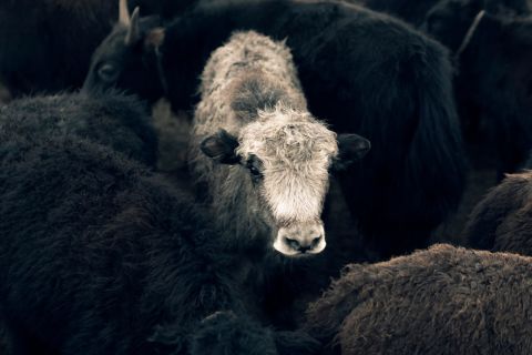 Johnston has been helping herders switch to producing yak wool, and using their yak wool for her high-end British knitwear label Tengri. She says yak wool is soft and warm, and that the animal is less damaging to the environment.