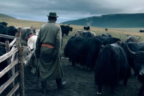 Mongolia is a leading supplier of cashmere, which is made from goat hair. But goats' destructive grazing habits are damaging the country's land. Johnston's idea was to switch the production of cashmere into yak wool.<br />