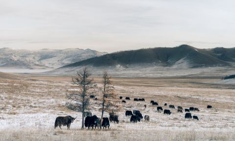 Nancy Johnston came across the Khangai yak when she was holidaying in Mongolia. She formulated a plan to use the yak to help preserve Mongolia's landscape.<br />