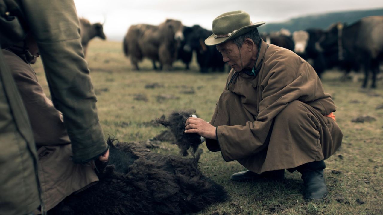 Mongolian herders harvest the fine undercoats of the yaks in the spring by combing the animals.