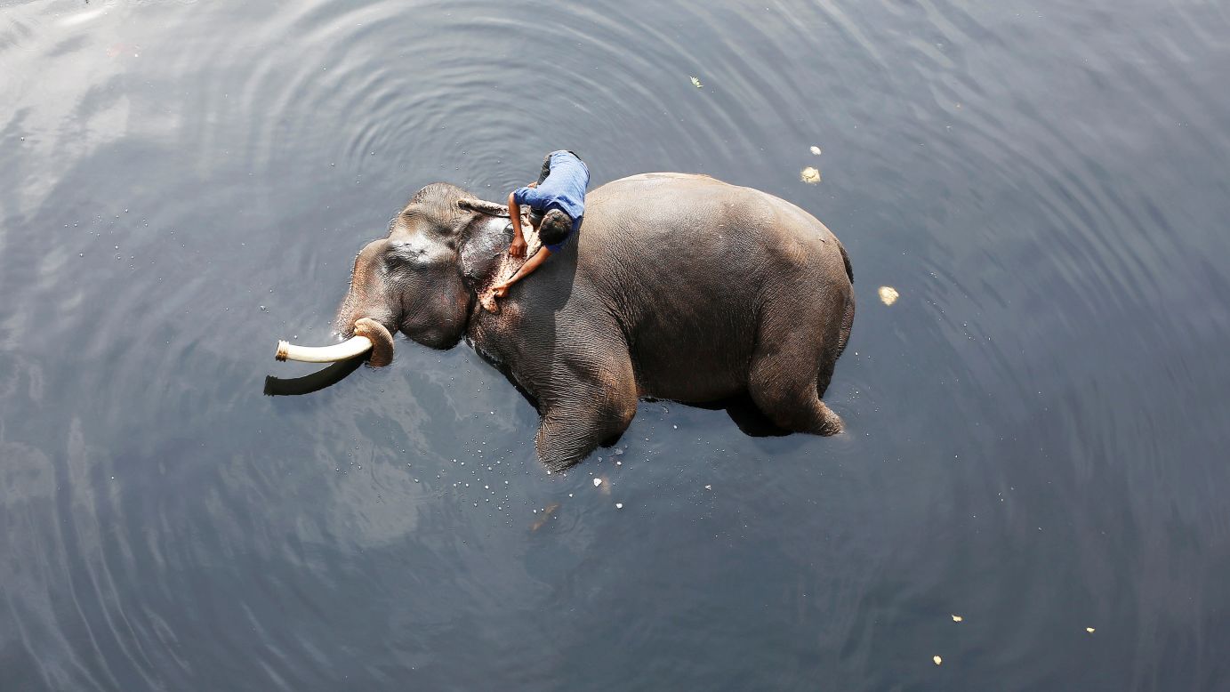 A mahout bathes his elephant in the Yamuna River in New Delhi on Tuesday, February 6.