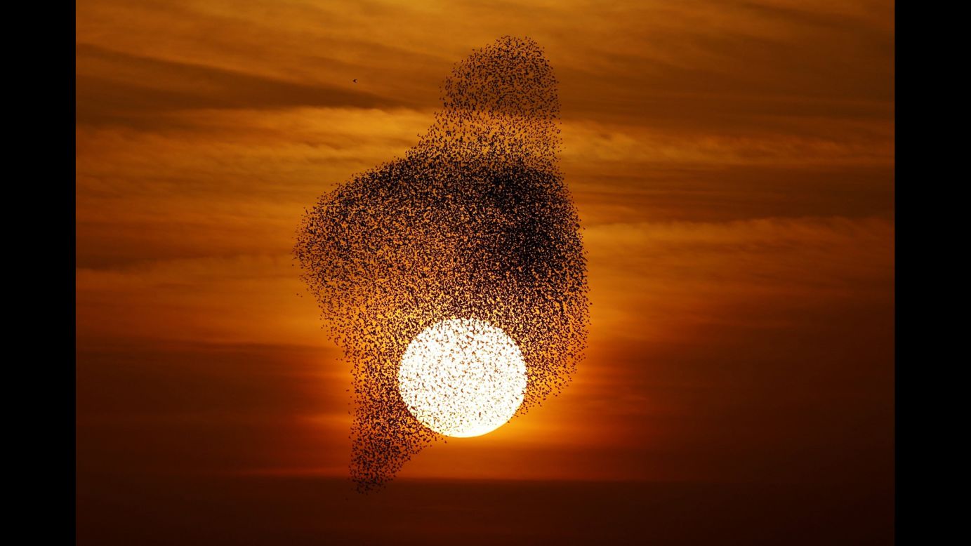A flock of starlings fly in formation at sunset near the town of Rahat, southern Israel, on Saturday, February 3.