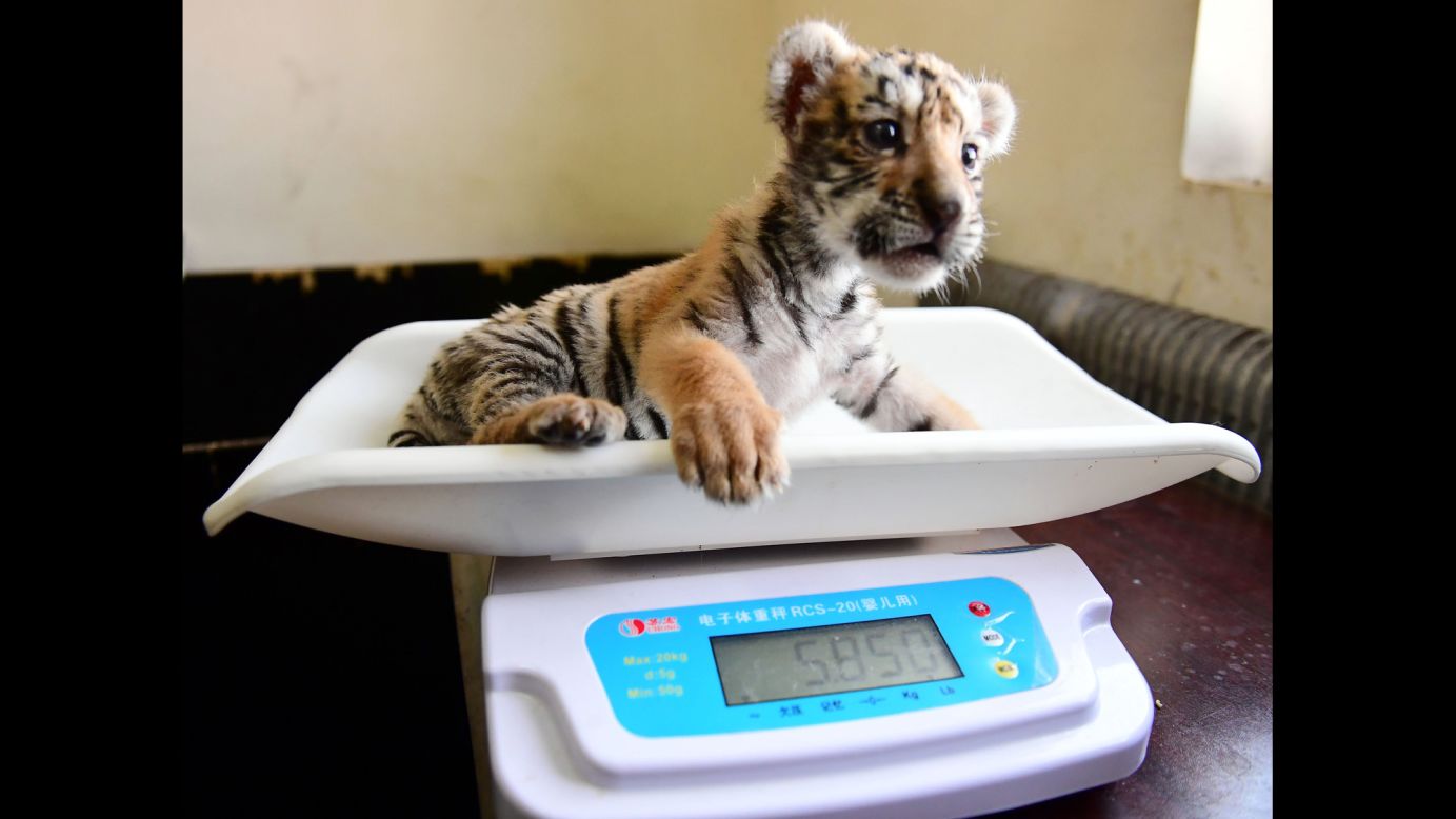 A Siberian tiger cub is weighed in Shenyang, northeast China, on Friday, February 5.