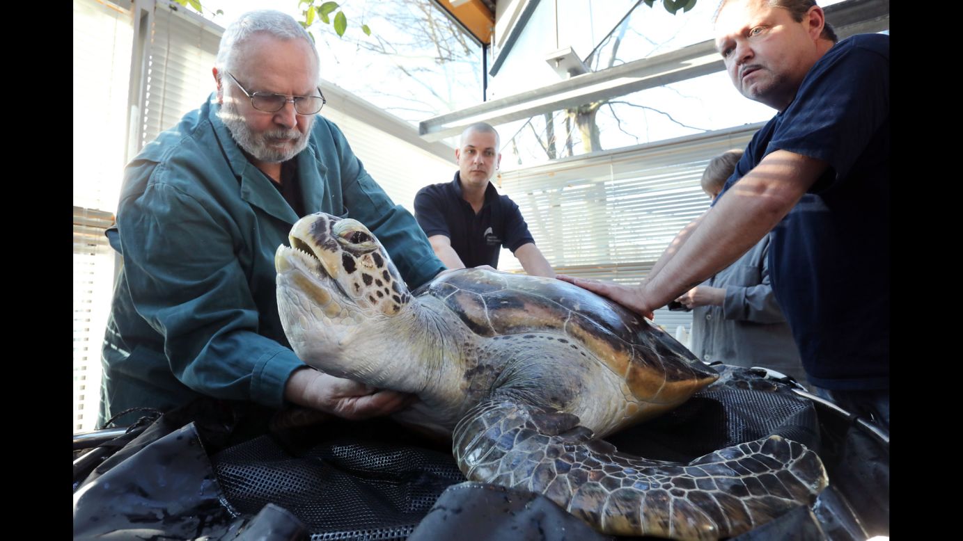 A green turtle is treated by veterinarian Dieter Goebel, left, at the German Oceanographic Museum in Stralsund, Germany, on Thursday, February 8. The marine animals are weighed and examined with ultrasound scanners. Then their shells are cleaned.