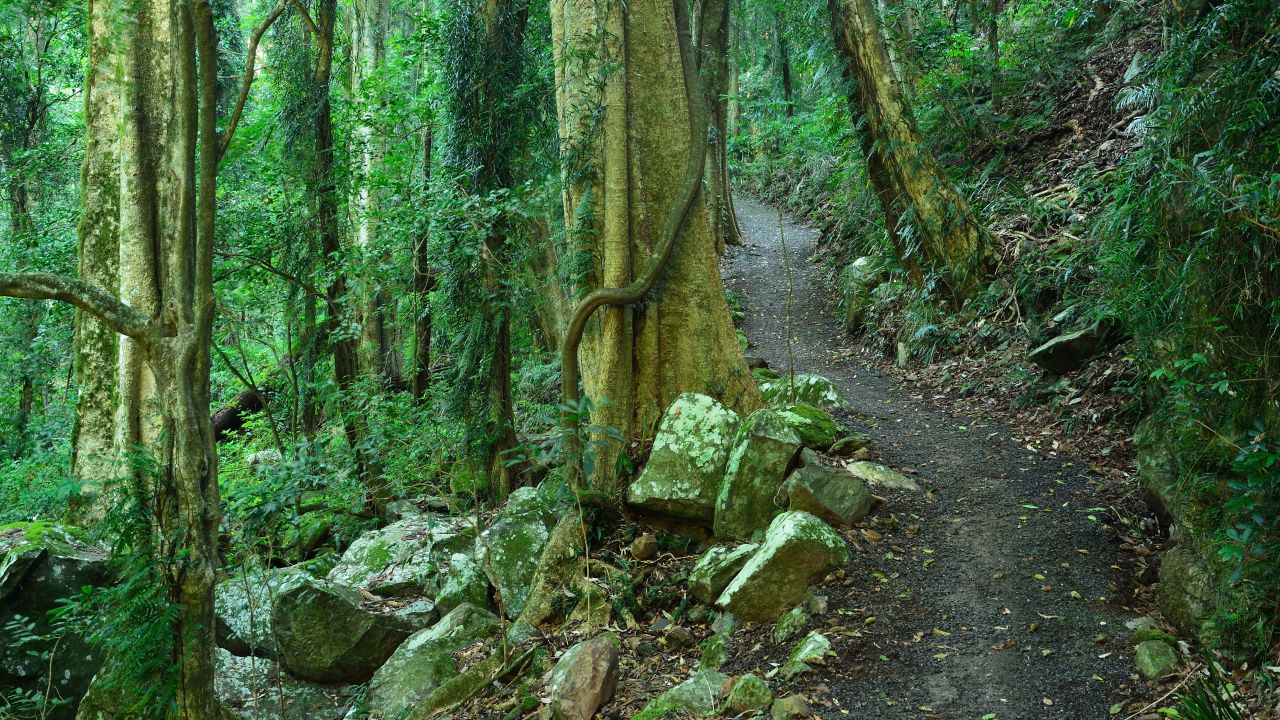The beautiful rainforests of New South Wales, Australia, are sure to inspire some romance.